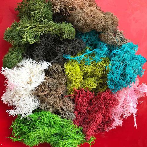 35g/lot Decorative Sphagnum Mosses Dry Natural Fresh Moss,Real Eternal Dried Grass,DIY Decorative Preserved Flowers Accessories