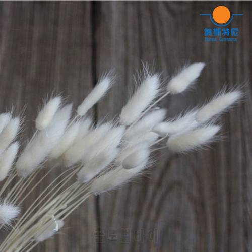 200pcs natural dried Lagurus ovatus bouquets&Uraria picta&rabbit tail grass flower bouquets bunches&dog tail grass bunches