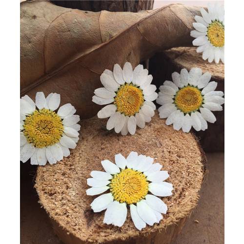 Dried flowers specimens Dye White Chrysanthemum For DIY handmade Kids Teaching Plants Raw material 1 lot/120 Pcs