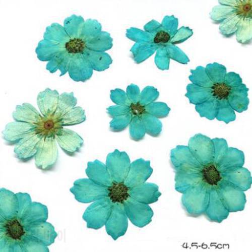 10pcs/lot Gerbera Dried Flowers Preserved Flower Accessories for DIY Specimen Card Pressed Flower Craft