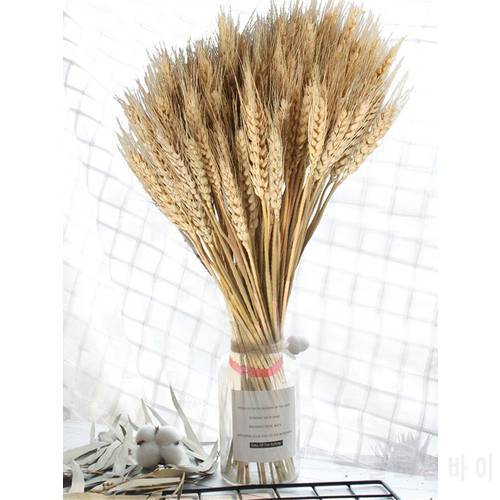 100PCS Golden Dried Wheat Stalks Natural Dried Wheat Sheaves Natural Dried Flowers Decorative Flowers Decoration Shooting Latest