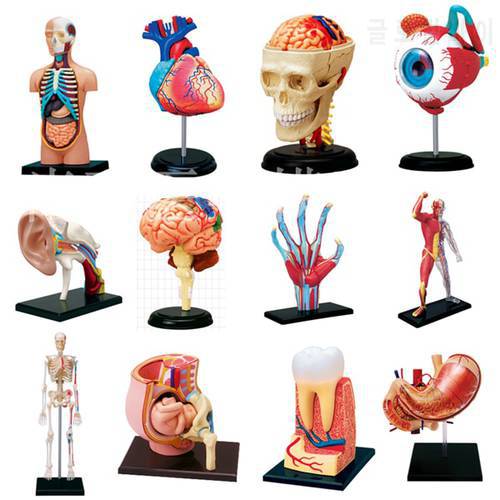 Educational Assembled 4d Human Master gld1 Body Skeleton Anatomy Skull Manikin Heart Anatomy Model Puzzle Medical Science Toys