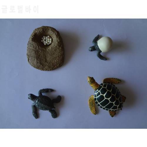 pvc figure Genuine simulation model toy turtle life cycle set