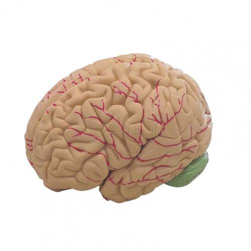 Human Brain Model Simulation 8-Part PVC Life-size Anatomy Teaching Tool for Classroom Durable Science Experiment Tools
