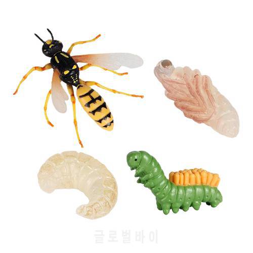 Lifelike Wasp Growth Life Cycle Insect Model Child Early Teaching Aids Toy