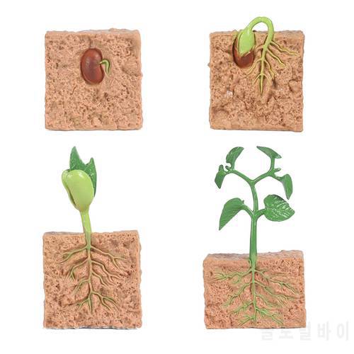 Kids Plant Seeds Growth Life Cycle Playset Cognitive Toys Teaching Aids