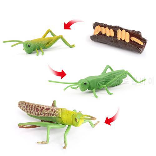 Simulation Nature Grasshopper Growth Preschool Cognitive Toys Theme Party