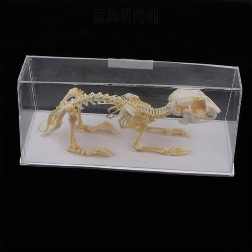 Rabbit Skeleton Specimen Animal Bone Model for Pupil Biological Knowledge Learning Aid