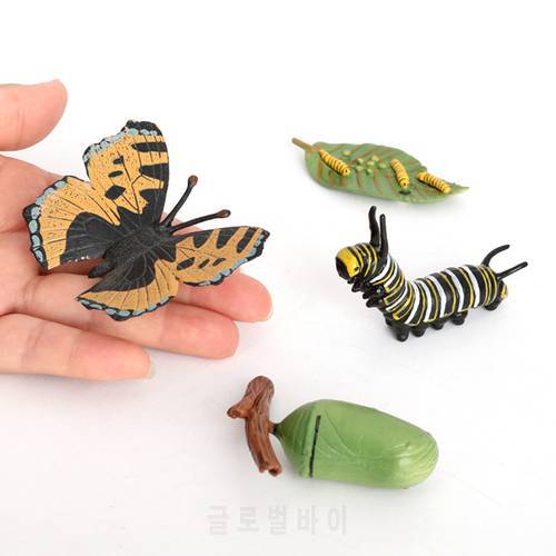 Realistic Butterfly Life Cycle Growth Cycle Insect Child Model
