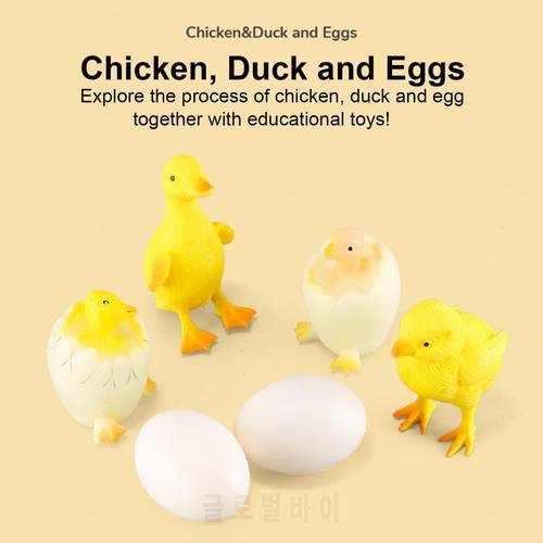 6Pcs/Set Life Cycle Toy Interactive High Imitation Lovely Chicken Farm Animal Life Cycle Growth Model Toys for Children