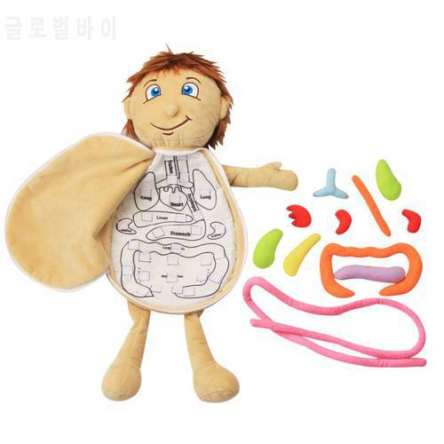 Human Body Model Anatomy Doll Soft Doll Toy Anatomical Medical Internal Organs Awareness Learn Early Education Toy For Preschool