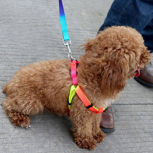 Colorful Pet Puppy Teddy Small Dog Cat Rabbit Nylon Harnesses Collar Leashes Adjustable