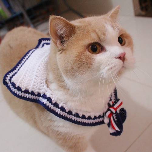 Cat Collar Navy collar