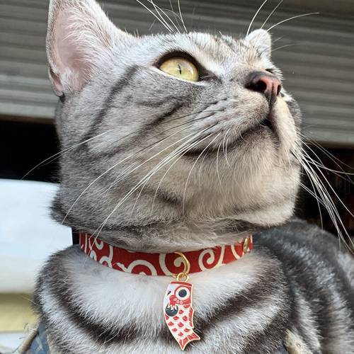 Amazingly Cute Adjustable Cat Collars with Lovely Tags Pet Collar Chihuahua Collars 3 Sizes Available