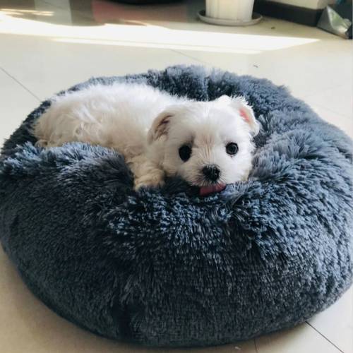 Round Soft Long Plush Pet Bed Cat Sofa Pet Dog for Small Dogs Cats Nest Winter Warm Sleeping Bed Cat Mat House Accessories