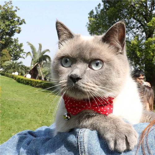New Cat Collar Necklace With Bell Safety Red Black Dots Bowknot Adjustable Buckle Cats Bow Tie Breakaway Pets Accessories