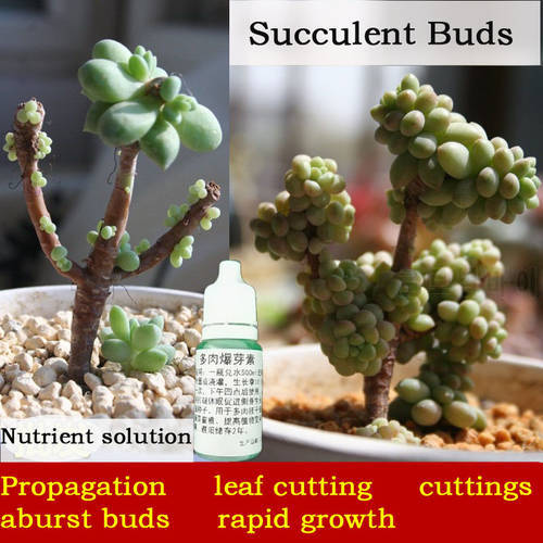 Succulent old piles, burst buds, rapid growth, refined obesity agent, leaf cutting progenitor rooting nutrient solution 10ml